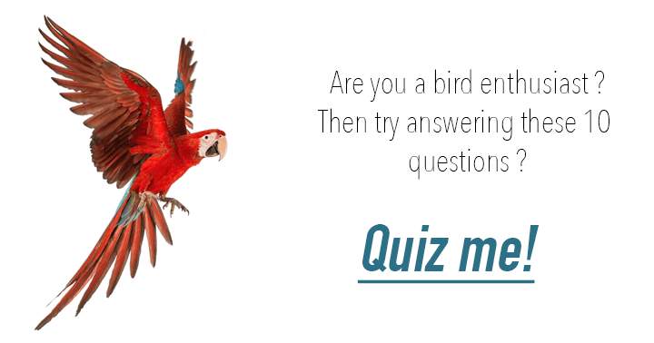 Only a true Birder can answer the 10 questions about birds.