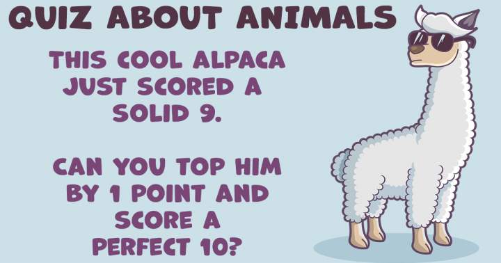 Animal Quiz