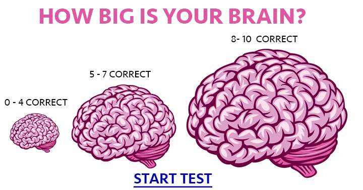 What are the dimensions of your brain?