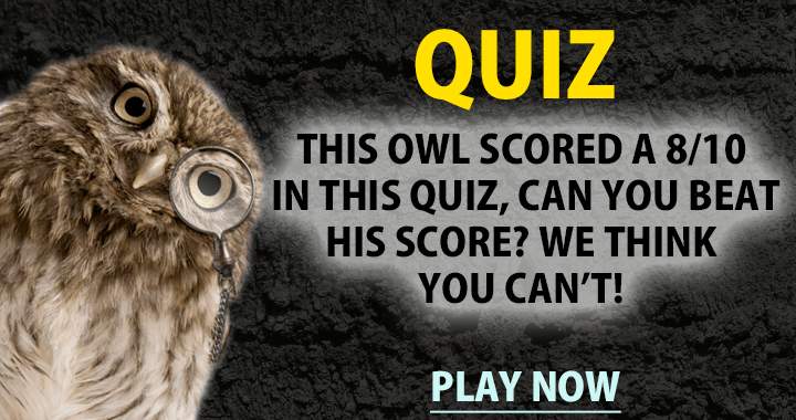 We think you can't beat the owl!